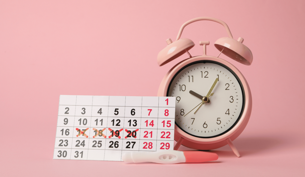 Ovulation period, calendar with clock, conception process.